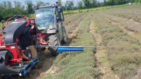 Mardi 15 juin, une « Rencontre alternatives phyto » (RAP) convie les horticulteurs près d’Angers (49). ©Chambre d’agriculture des Pays de la Loire